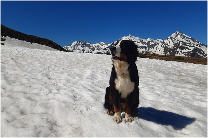 Jochen Wieser, Schischule Hohe Tauern, Kontakt und Information